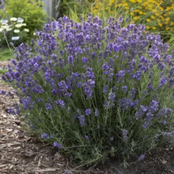 'Hidcote' Lavender -Great Garden Plants Sales Store ad777dfe720023c87b88b7911572cb2f