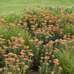 'Firefly Peach Sky' Yarrow -Great Garden Plants Sales Store ade44eb930d80f6cbf6a35ce38c007ea
