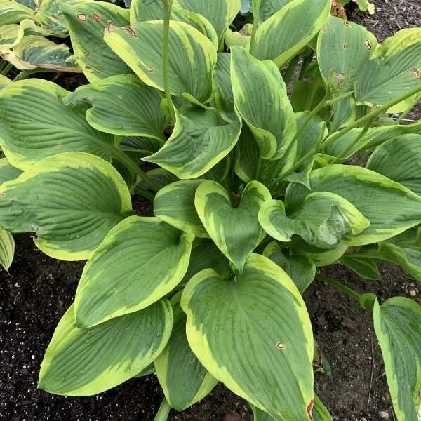 Shadowland® 'Lone Star' Hosta 3 Shadowland® 'Lone Star' Hosta - Image 3