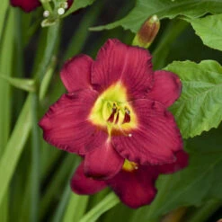 'Pardon Me' Daylily -Great Garden Plants Sales Store aec67857338f32b0b78ea7cd5cb76e30