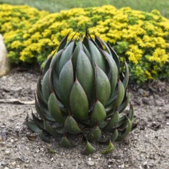 Mad About Mangave® 'Praying Hands' Mangave -Great Garden Plants Sales Store afbb6542cb79ae203ddfc72e4d86b703