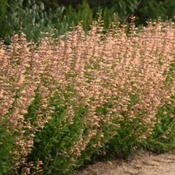 Meant To Bee™ Queen Nectarine Hummingbird Mint -Great Garden Plants Sales Store agastache queen nectarine