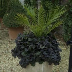 'Black Scallop' Bugleweed -Great Garden Plants Sales Store ajuga black scallop bugleweed 1 129a665e b42f 4ba2 94d6 0da545e3cf2b sw