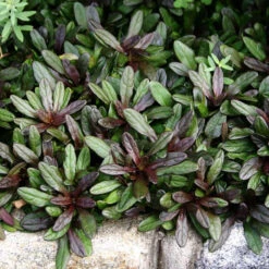 'Chocolate Chip' Bugleweed -Great Garden Plants Sales Store ajuga chocolate chip bugleweed 3