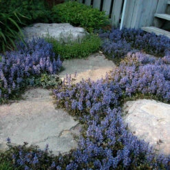 'Chocolate Chip' Bugleweed -Great Garden Plants Sales Store ajuga chocolate chip bugleweed 4