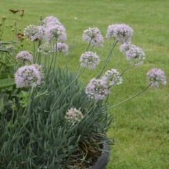 'Blue Eddy' Allium -Great Garden Plants Sales Store allium senescens blue eddy 2 sw