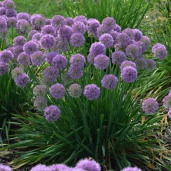 'Serendipity' Allium -Great Garden Plants Sales Store allium serendipity german garlic 1 P