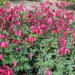 'Amore Rose' Bleeding Heart -Great Garden Plants Sales Store amore rose bleeding heart dicentra 1