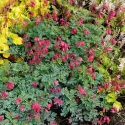 'Amore Rose' Bleeding Heart -Great Garden Plants Sales Store amore rose bleeding heart dicentra 4
