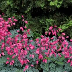'Amore Rose' Bleeding Heart -Great Garden Plants Sales Store amore rose bleeding heart dicentra 5