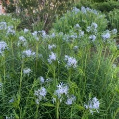 Threadleaf Bluestar -Great Garden Plants Sales Store amsonia hubrichtii bluestar 10