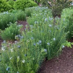 Threadleaf Bluestar -Great Garden Plants Sales Store amsonia hubrichtii bluestar 11