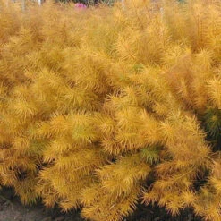 Threadleaf Bluestar -Great Garden Plants Sales Store amsonia hubrichtii bluestar 2