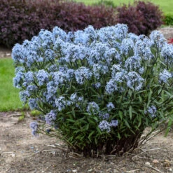 'Storm Cloud' Bluestar -Great Garden Plants Sales Store amsonia tabernaemontana storm cloud bluestar 2
