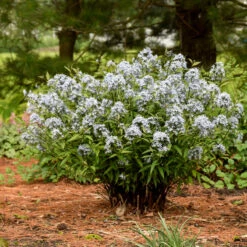 'Storm Cloud' Bluestar -Great Garden Plants Sales Store amsonia tabernaemontana storm cloud bluestar 3