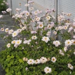 Frilly Knickers™ Japanese Anemone -Great Garden Plants Sales Store ane frilly knickers 0003
