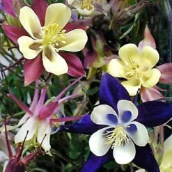 'Biedermeier Mix' Columbine 7 'Biedermeier Mix' Columbine -Great Garden Plants Sales Store aquilegia biedermeier mix columbine 4 square sw