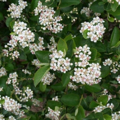 Low Scape Hedger® Aronia -Great Garden Plants Sales Store aronia low scape hedger 1 P