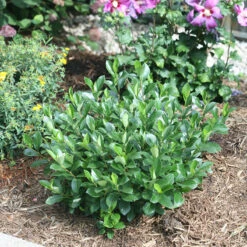 Low Scape Mound® Aronia -Great Garden Plants Sales Store aronia low scape mound 5