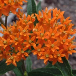 Orange Milkweed -Great Garden Plants Sales Store asclepias tuberosa butterfly weed 1