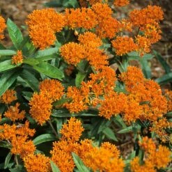 Butterfly Garden Collection -Great Garden Plants Sales Store asclepias tuberosa butterfly weed 2 394d21bb 215f 4992 9901 1ddc40f3a271