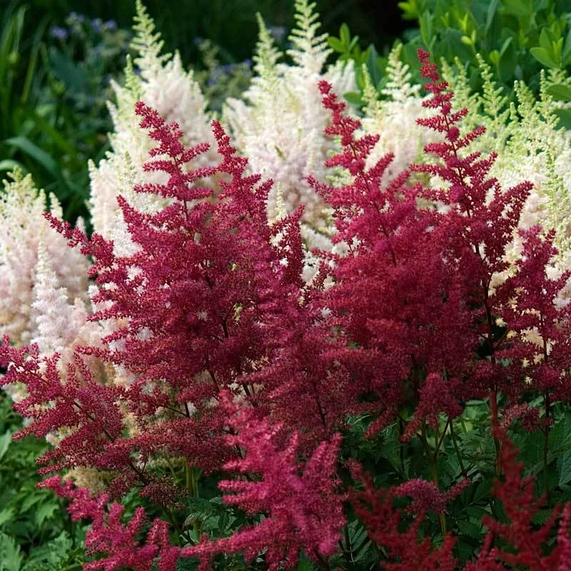 Red Astilbe 1 Red Astilbe