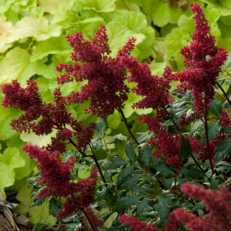 Red Astilbe 3 Red Astilbe - Image 3