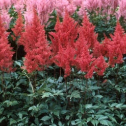 Red Astilbe 7 Red Astilbe -Great Garden Plants Sales Store astilbe fanal red false spirea 4