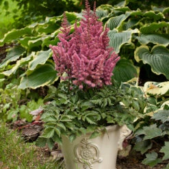 'Little Vision In Pink' Astilbe -Great Garden Plants Sales Store astilbe little vision pink 3