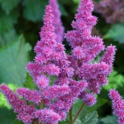'Visions' Astilbe -Great Garden Plants Sales Store astilbe visions false spirea 1