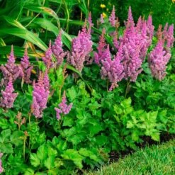 'Visions' Astilbe -Great Garden Plants Sales Store astilbe visions false spirea 2