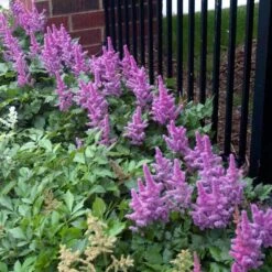 'Visions' Astilbe -Great Garden Plants Sales Store astilbe visions false spirea 3