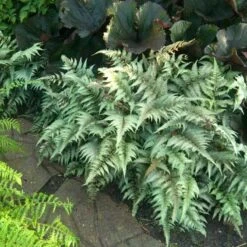 Japanese Painted Fern -Great Garden Plants Sales Store athyrium nipponicum pictum 1