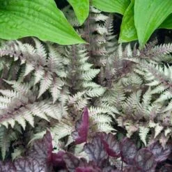 Japanese Painted Fern -Great Garden Plants Sales Store athyrium nipponicum pictum 2
