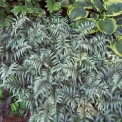 Japanese Painted Fern -Great Garden Plants Sales Store athyrium nipponicum pictum 3