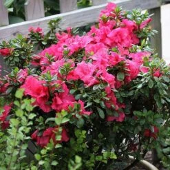 Bloom-A-Thon® Hot Pink Reblooming Azalea -Great Garden Plants Sales Store azalea bloom a thon hot pink 3 P 6af5232a 90fa 4cea b7aa 501ac3cb47ae sw