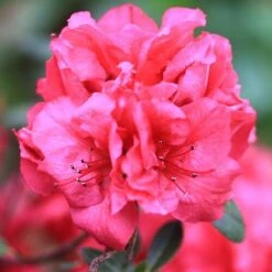 Bloom-A-Thon® Red Reblooming Azalea -Great Garden Plants Sales Store azalea bloom a thon red 2 P a3a650ef 60b6 43d6 8922 c6627ee661cd sw