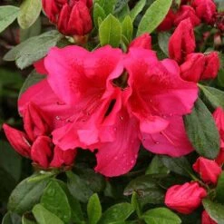 Bloom-A-Thon® Red Reblooming Azalea -Great Garden Plants Sales Store azalea bloom a thon red 3 P 7a692c2a 10e4 42fd baf7 7af3cfd75363 sw