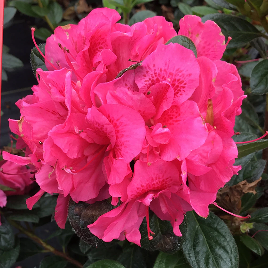 Perfecto Mundo® Double Dark Pink Reblooming Azalea 1 Perfecto Mundo® Double Dark Pink Reblooming Azalea