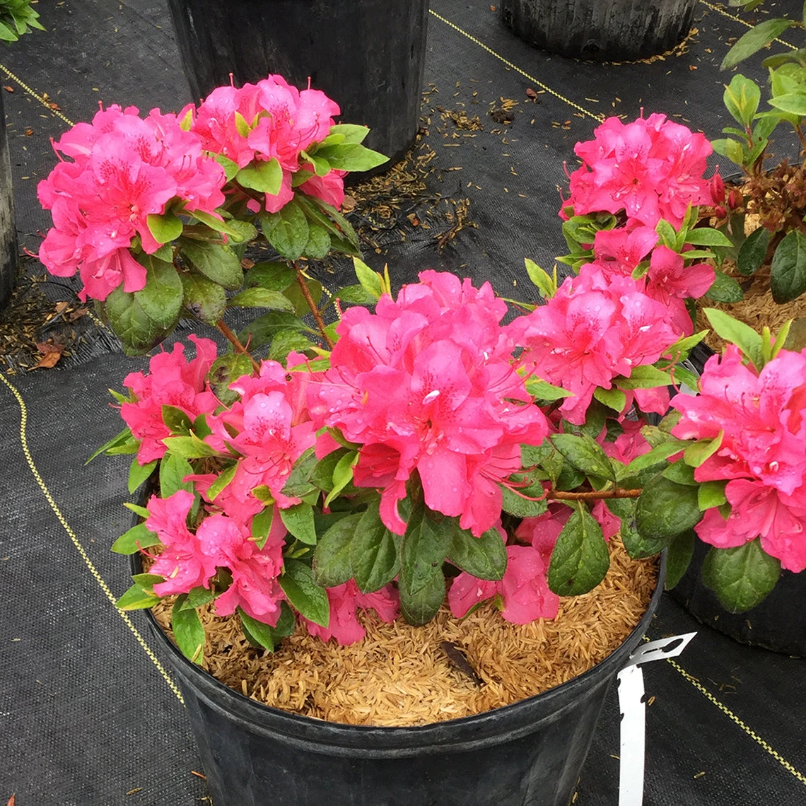 Perfecto Mundo® Double Dark Pink Reblooming Azalea 2 Perfecto Mundo® Double Dark Pink Reblooming Azalea - Image 2