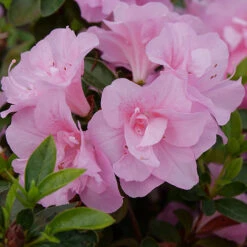 Perfecto Mundo® Double Pink Reblooming Azalea 10 Perfecto Mundo® Double Pink Reblooming Azalea -Great Garden Plants Sales Store azalea perfecto mundo double pink 2 P