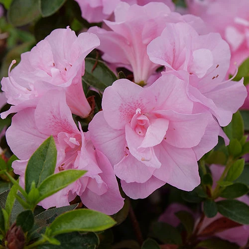 Perfecto Mundo® Double Pink Reblooming Azalea 4 Perfecto Mundo® Double Pink Reblooming Azalea - Image 4