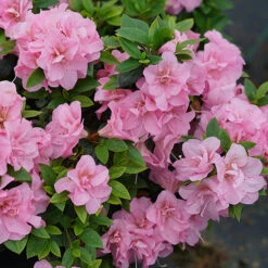 Perfecto Mundo® Double Pink Reblooming Azalea 11 Perfecto Mundo® Double Pink Reblooming Azalea -Great Garden Plants Sales Store azalea perfecto mundo double pink 3 P