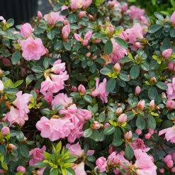 Perfecto Mundo® Double Pink Reblooming Azalea 12 Perfecto Mundo® Double Pink Reblooming Azalea -Great Garden Plants Sales Store azalea perfecto mundo double pink 4 P