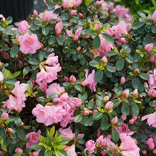 Perfecto Mundo® Double Pink Reblooming Azalea 6 Perfecto Mundo® Double Pink Reblooming Azalea - Image 6