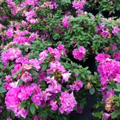 Perfecto Mundo® Double Purple Reblooming Azalea -Great Garden Plants Sales Store azalea perfecto mundo double purple 1 P
