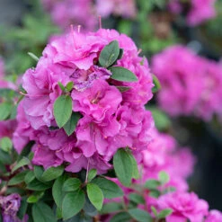 Perfecto Mundo® Double Purple Reblooming Azalea -Great Garden Plants Sales Store azalea perfecto mundo double purple 3 P