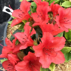 Perfecto Mundo® Orange Reblooming Azalea -Great Garden Plants Sales Store azalea perfecto mundo orange 1