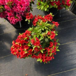 Perfecto Mundo® Orange Reblooming Azalea -Great Garden Plants Sales Store azalea perfecto mundo orange 2