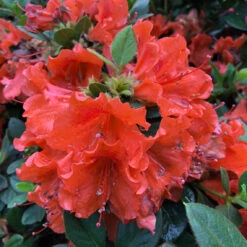 Perfecto Mundo® Orange Reblooming Azalea -Great Garden Plants Sales Store azalea perfecto mundo orange 4